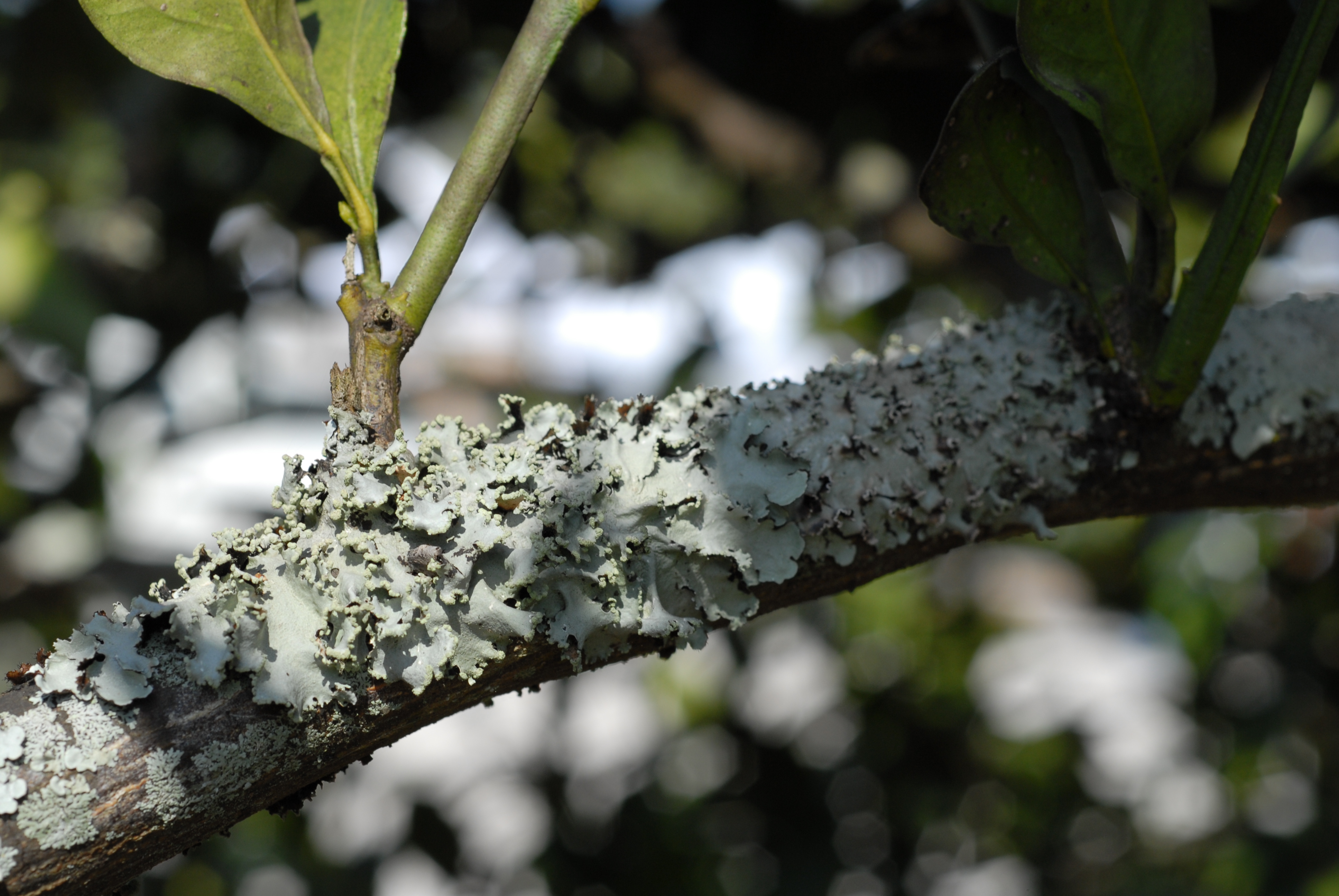 Figure 3 flat crust like lichen growing on a citrus branchjpg